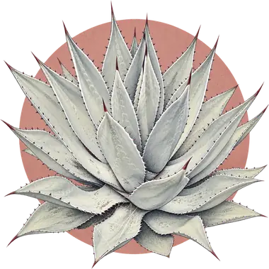 Grabado de Cenizo