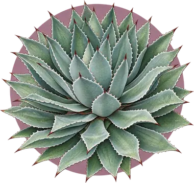 Grabado de Maximiliana
