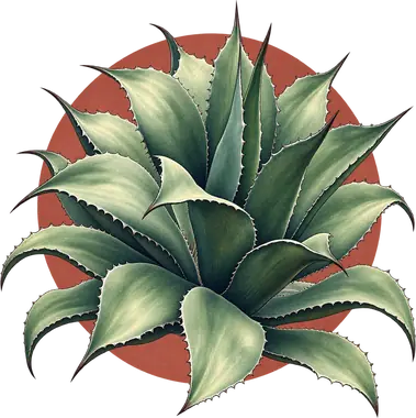 Grabado de Salmiana